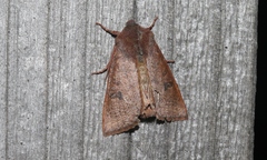 Orthosia transparens