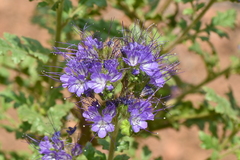 Phacelia bakeri