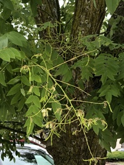 Styphnolobium