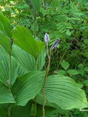Cypripedium reginae