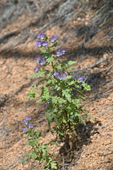 Phacelia bakeri