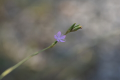 Dianthus ciliatus