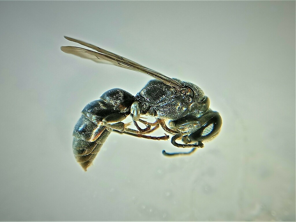 Pison carinatum