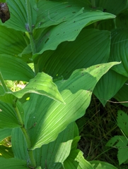 Cypripedium reginae