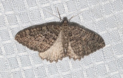 Triphosa californiata