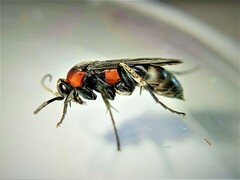 Eoferreola manticata