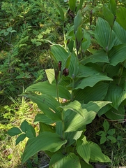 Cypripedium reginae