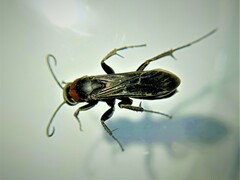 Eoferreola manticata