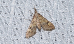 Choristostigma elegantalis