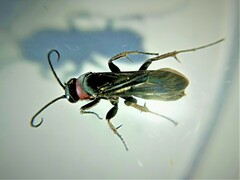 Eoferreola manticata