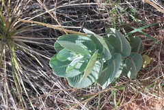 Asclepias latifolia