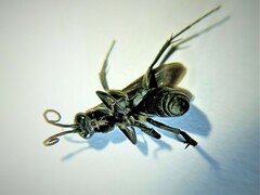 Eoferreola manticata