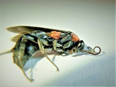 Eoferreola manticata