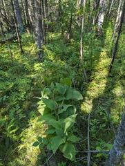 Cypripedium reginae