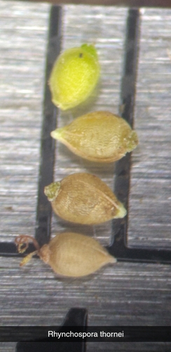 Image of Rhynchospora thornei by (c) Scott Ward, some rights reserved (CC BY)