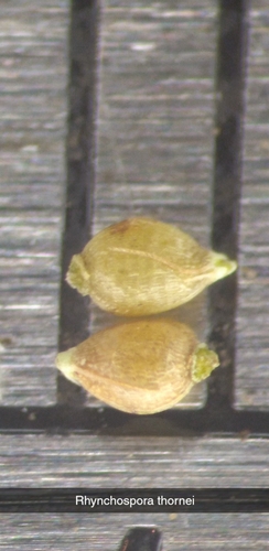 Image of Rhynchospora thornei by (c) Scott Ward, some rights reserved (CC BY)