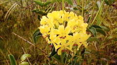 Rhododendron macgregoriae
