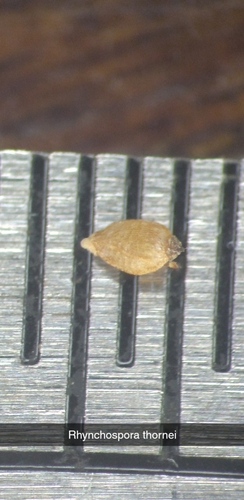 Image of Rhynchospora thornei by (c) Scott Ward, some rights reserved (CC BY)