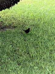 Turdus merula