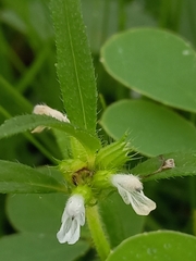 Leucas diffusa
