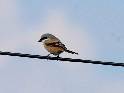 Long-tailed Shrike (Lanius schach), photo 6