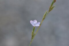 Dianthus ciliatus