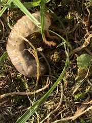 Trypocopris pyrenaeus