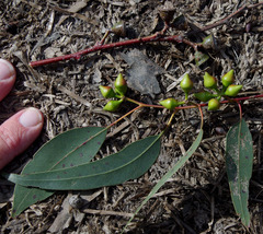 Eucalyptus rudis