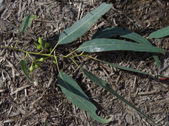 Eucalyptus camaldulensis × rudis