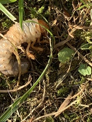 Trypocopris pyrenaeus