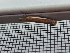 Crambus leachellus