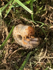 Trypocopris pyrenaeus