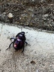 Trypocopris pyrenaeus