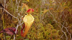 Nepenthes maxima