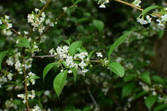 Ilex aculeolata