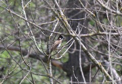 Pycnonotus xanthorrhous