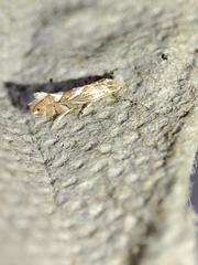 Phyllonorycter endryella