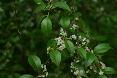 Ilex aculeolata