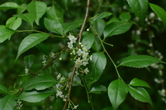 Ilex aculeolata