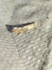 Phyllonorycter endryella