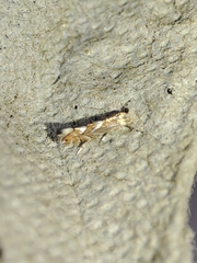 Phyllonorycter endryella