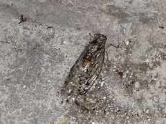 Cicada orni