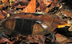 Platemys platycephala
