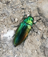 Eurythyrea micans