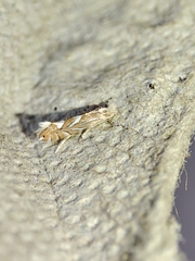 Phyllonorycter endryella