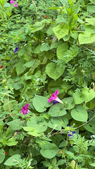 Ipomoea orizabensis
