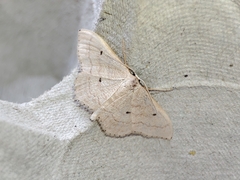 Idaea consanguiberica