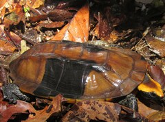 Platemys platycephala