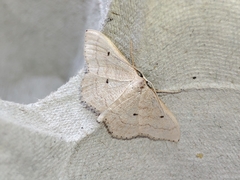 Idaea consanguiberica