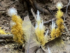 Penicilliopsis